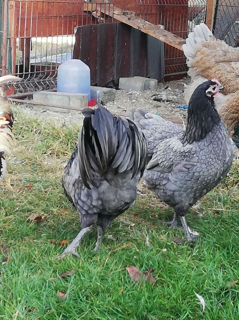  - Australorp 2018