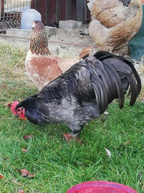  - Australorp 2018