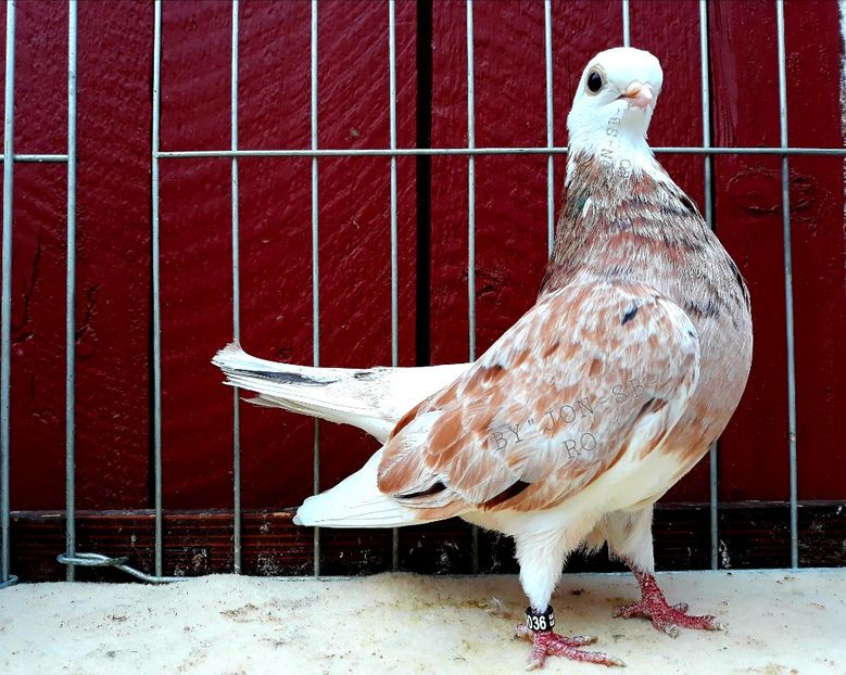 ESF - A--PICTURES OF MY PIGEON BREEDS