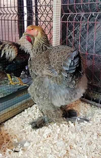 e60e531d9ad20d545cc361863cb3f3bb.0 - Brahma 2018