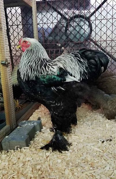 a014d8e7dabfbd0f62025d19a69f256d.0 - Brahma 2018