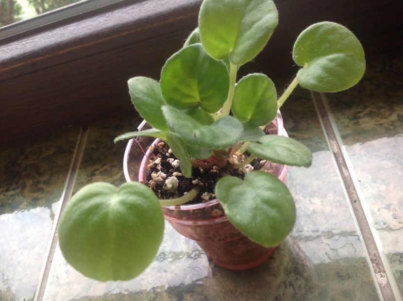  - Saintpaulia ionantha subsp grotei