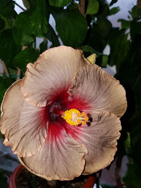  - Hibiscus Dark Continent
