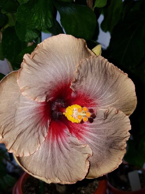  - Hibiscus Dark Continent