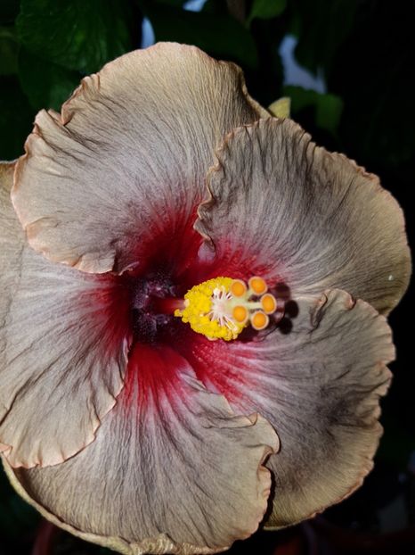  - Hibiscus Dark Continent