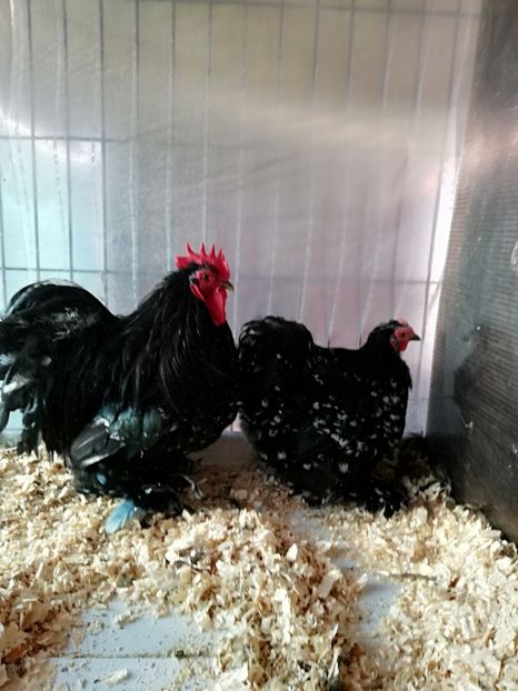  - Conchinchina pitic bobat