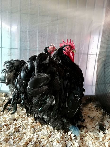  - Conchinchina pitic bobat