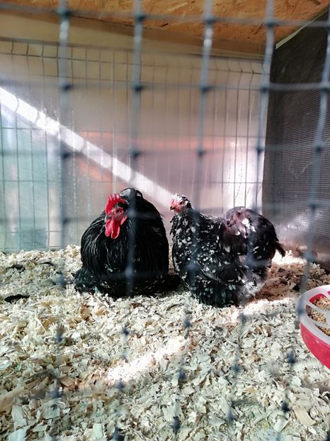  - Conchinchina pitic bobat