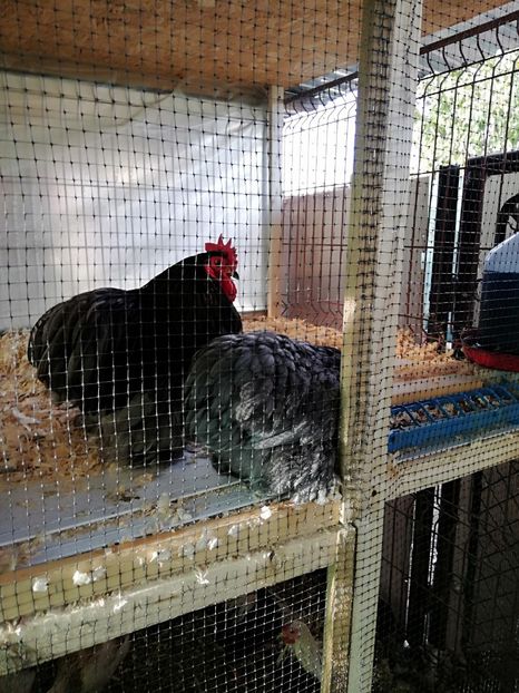  - Conchinchina pitic bobat