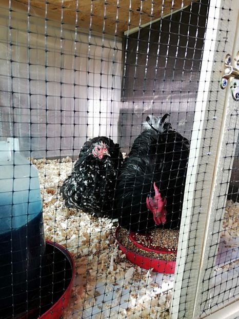  - Conchinchina pitic bobat