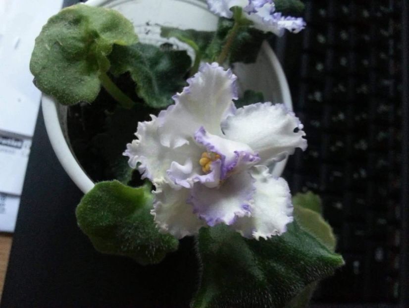 received_343730869759385 - Amintiri frumoase din anii trecuți