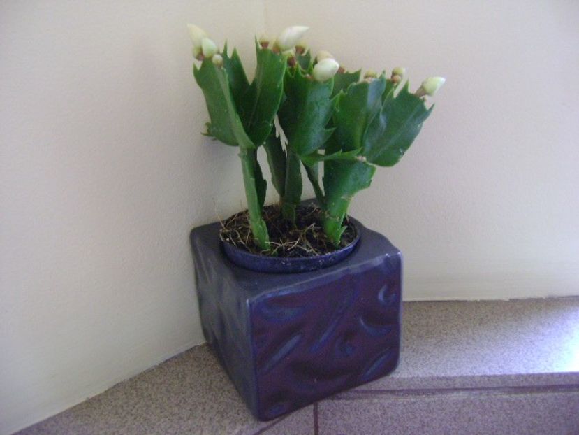 Schlumbergera hb. - Cactusi 2018 final de an
