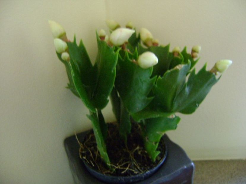 Schlumbergera hb. - Cactusi 2018 final de an
