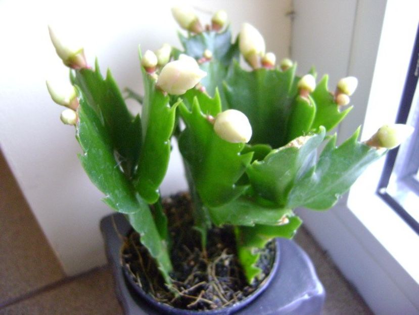 Schlumbergera hb. - Cactusi 2018 final de an