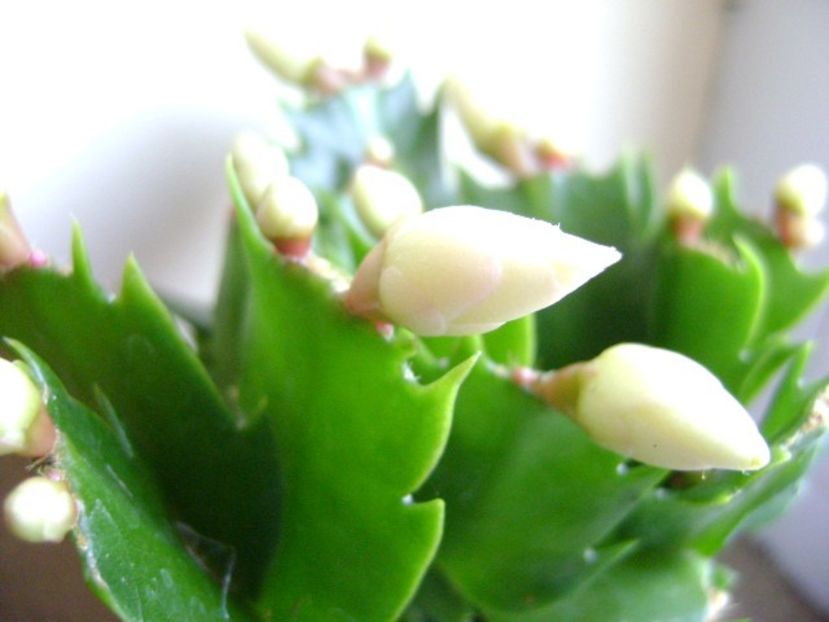 Schlumbergera hb. - Cactusi 2018 final de an