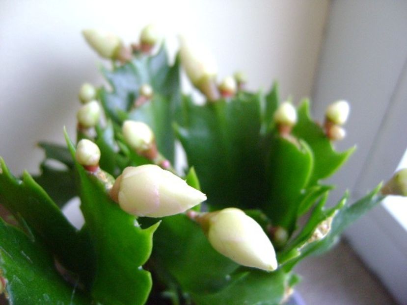 Schlumbergera hb. - Cactusi 2018 final de an