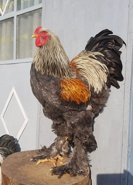 decembrie 18 - B__Brahma Silver orange