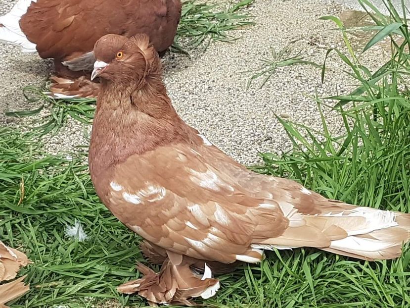 received_314670102475824 - urias maghiar