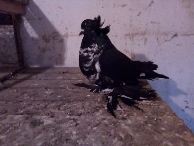 received_236424620576960 - urias maghiar