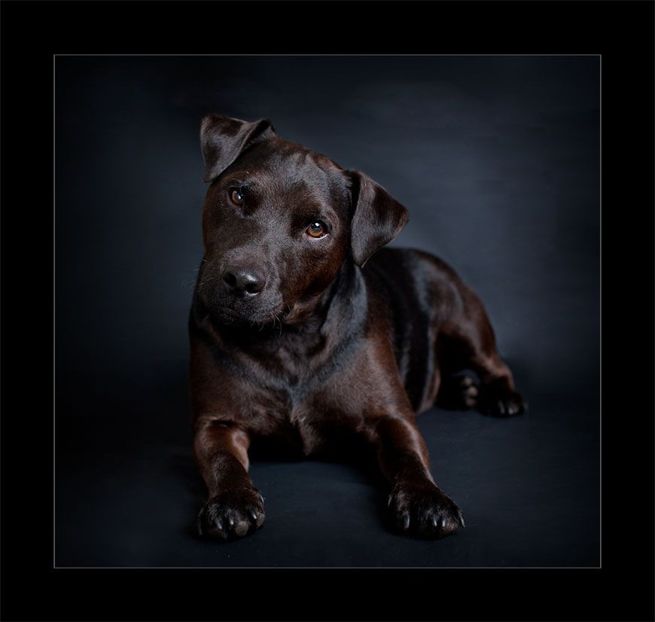 6ede9f7f51acd4cd1468093476700103 - Patterdale Terrier