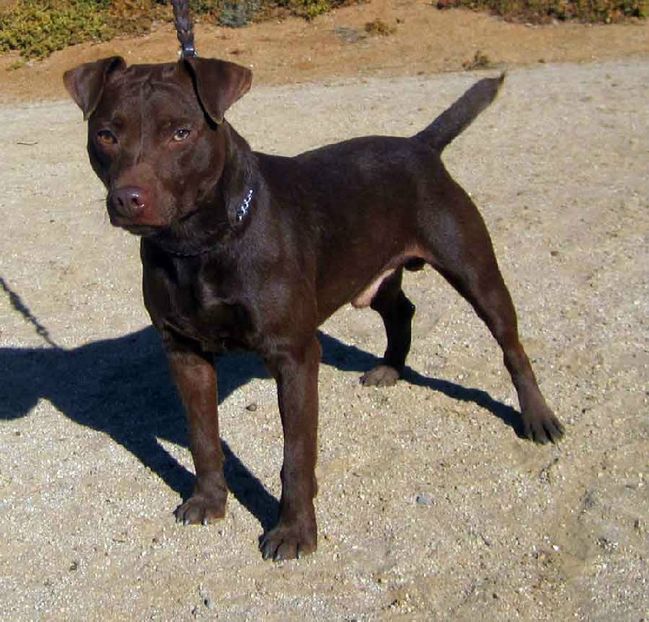 79c2366e46e1be8253c1fe08d4764f7b_g7ui - Patterdale Terrier