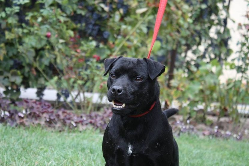  - Patterdale Terrier