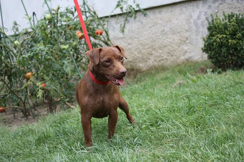  - Patterdale Terrier