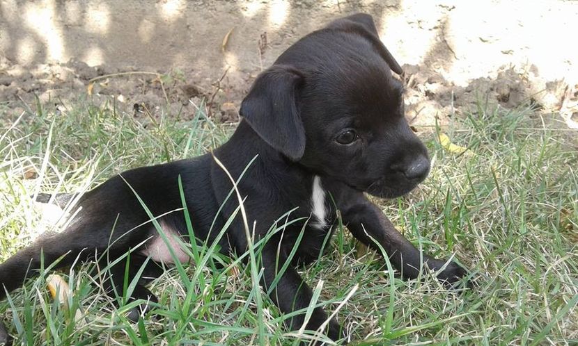  - Patterdale Terrier