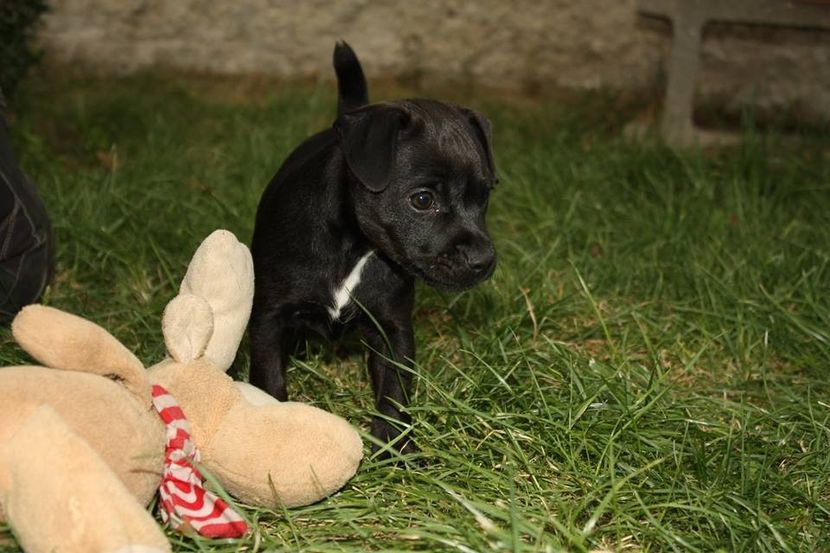 - Patterdale Terrier