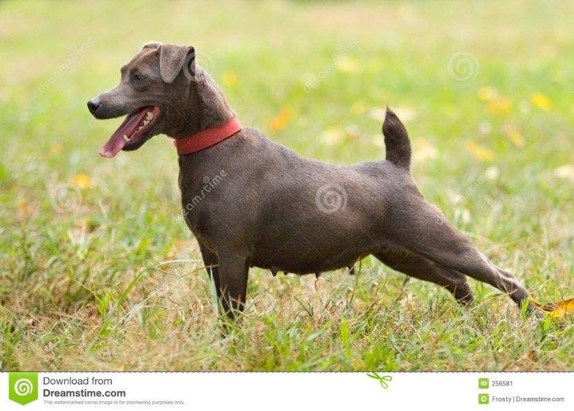 chien-terrier-de-patterdale-256581 - Patterdale Terrier