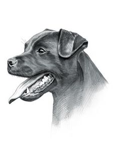 patterdale-terrier (1) - Patterdale Terrier
