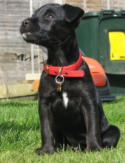 patterdale-terrier-dog-in-red-collar-wallpaper - Patterdale Terrier