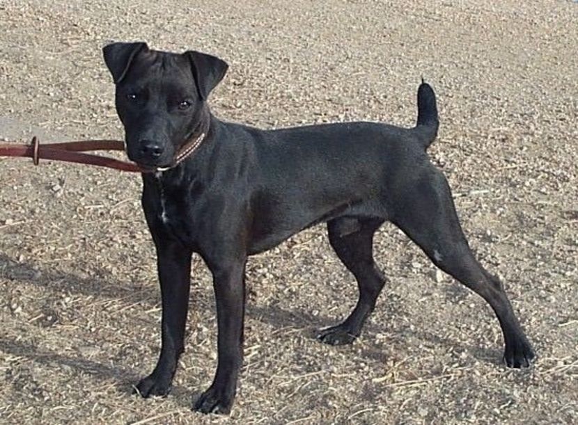 wanted-smooth-coated-patterdale-terrier-bitch-5489078b6daf4 - Patterdale Terrier