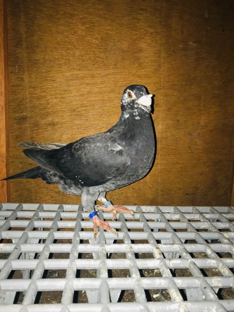 E850D71C-A39C-403B-9E17-12AC95942B5A - Italieni Vanduti