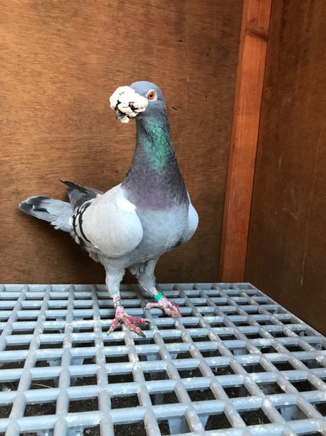 61CE69B8-7787-4D05-8A27-8A884605280A - Italieni Vanduti