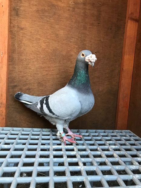 C74CEE1D-25EF-40D1-982E-B1B62C700602 - Italieni Vanduti