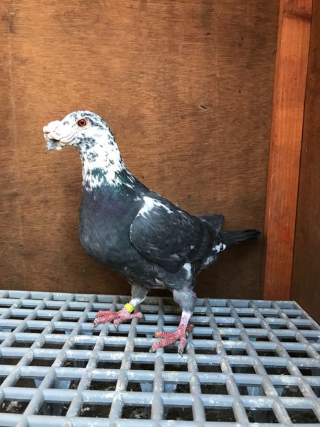 E896B38E-A806-4CD8-9D8B-54A63CF31B89 - Italieni Vanduti