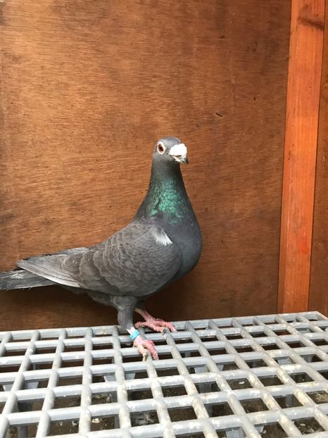 DCF885AA-FDEC-4345-8B41-2BC61B46D4C1 - Italieni Vanduti