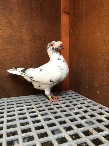 5F71972B-0A93-4E94-B25C-3298E0869889 - Italieni Vanduti