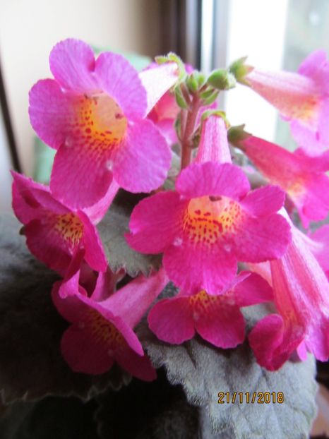  - ACHIMENES 2020 - VANZARI HIBRIZI