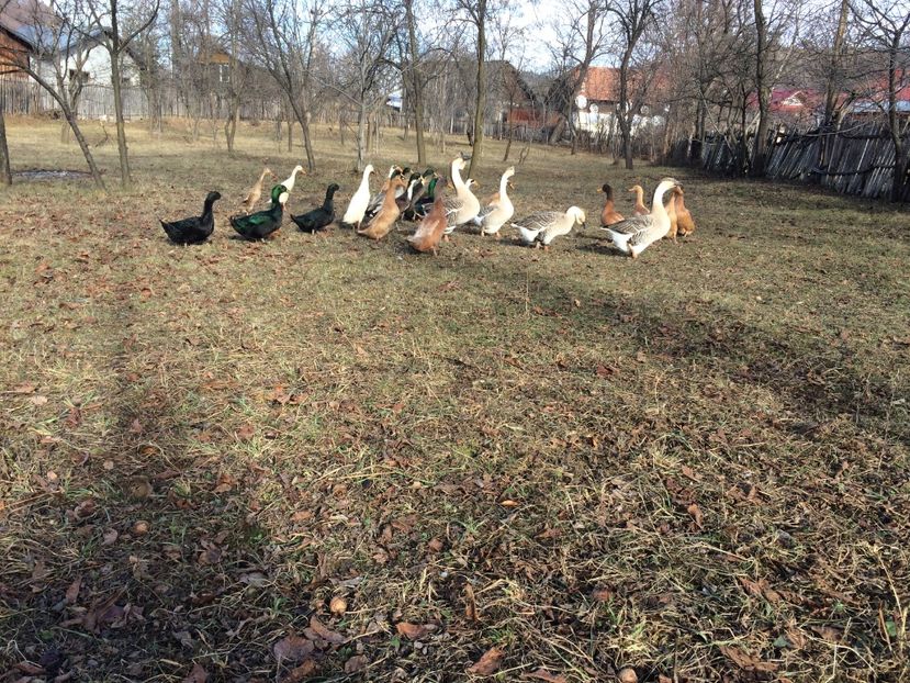 Ceva iarba - Palmipede 2019