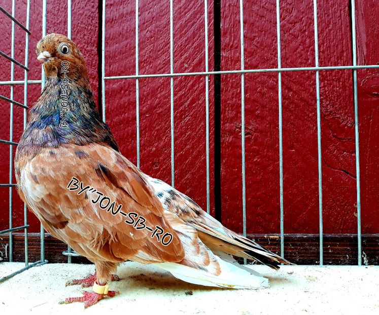 ENGLISH SHORT FACED ALMOUND - A--PICTURES OF MY PIGEON BREEDS