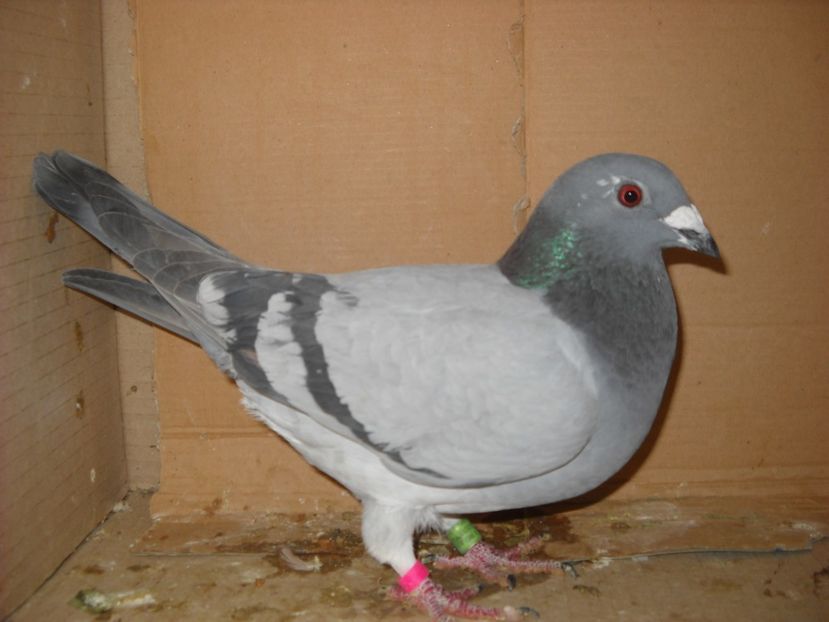  - UNDEVA IN SUCEAVA arhiva