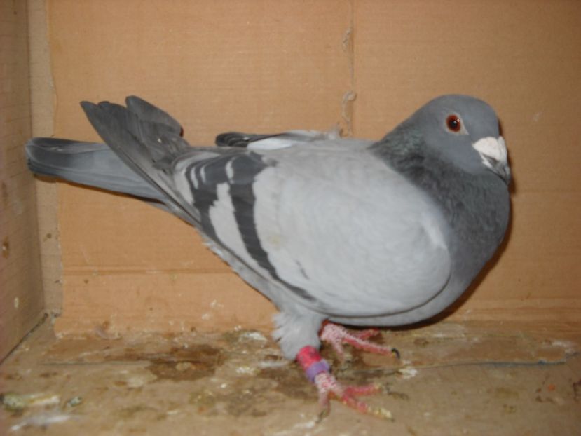  - UNDEVA IN SUCEAVA arhiva