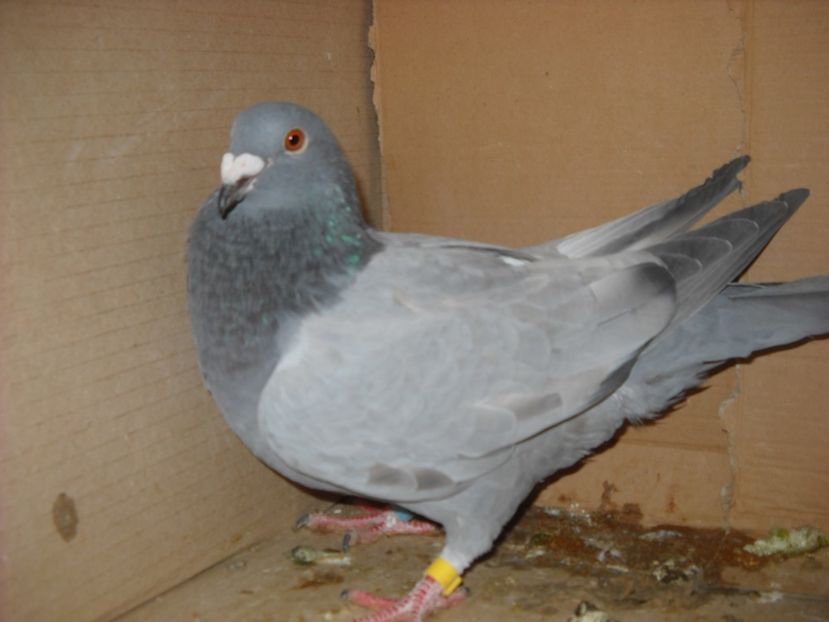  - UNDEVA IN SUCEAVA arhiva