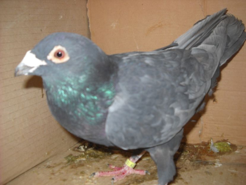  - UNDEVA IN SUCEAVA arhiva