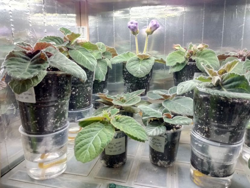 Pe fir - Gloxinii din semințele obținute de mine 2018-2019