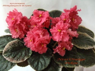 Ness Orange Pekoe - Cele mai frumoase violete din albumele de pe sunphoto