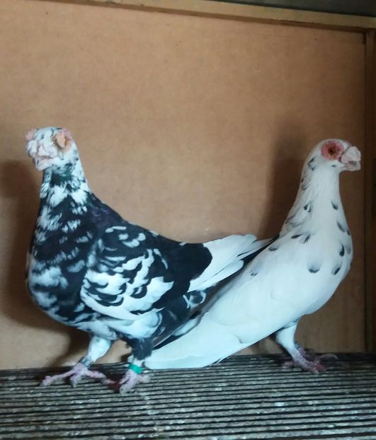 20181208_120933-1 - CARANCULAT DE ORADEA