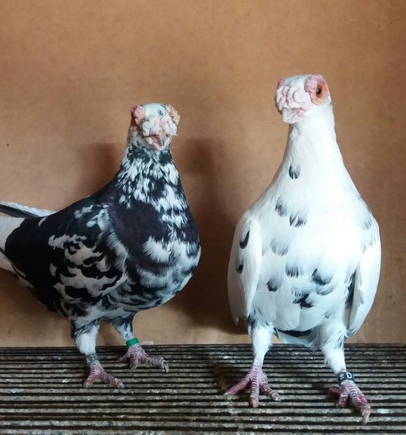 20181208_120913-1 - CARANCULAT DE ORADEA